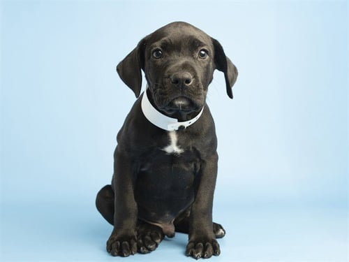 NICO - American Pit Bull Terrier available for adoption
