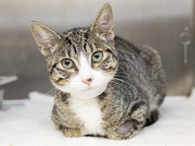 SCOUT - Domestic Short Hair available for adoption