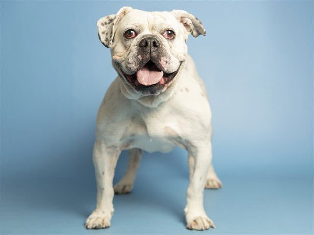 PEPE - English Bulldog available for adoption