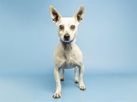 KODA - Photo 1