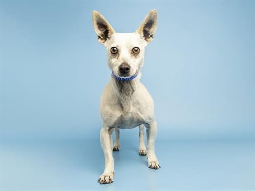 KODA - Chihuahua available for adoption