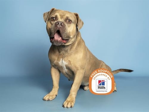 BREAKFAST - American Bulldog available for adoption