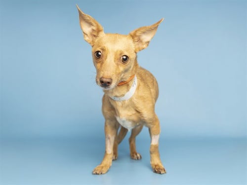 WENDY - Chihuahua available for adoption