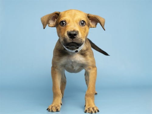 ALFALFA - American Pit Bull Terrier available for adoption