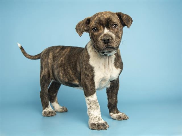 BABY BOY - American Pit Bull Terrier available for adoption