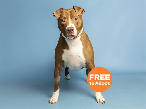 ARTEMIS - American Pit Bull Terrier available for adoption