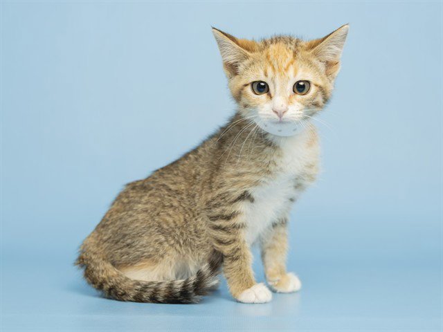 KIKI Image