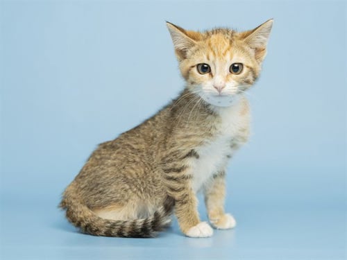 KIKI - Domestic Short Hair available for adoption
