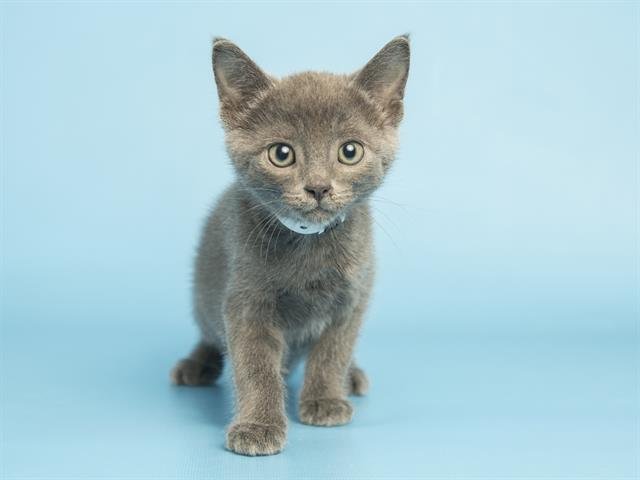 RILEY - Domestic Short Hair available for adoption