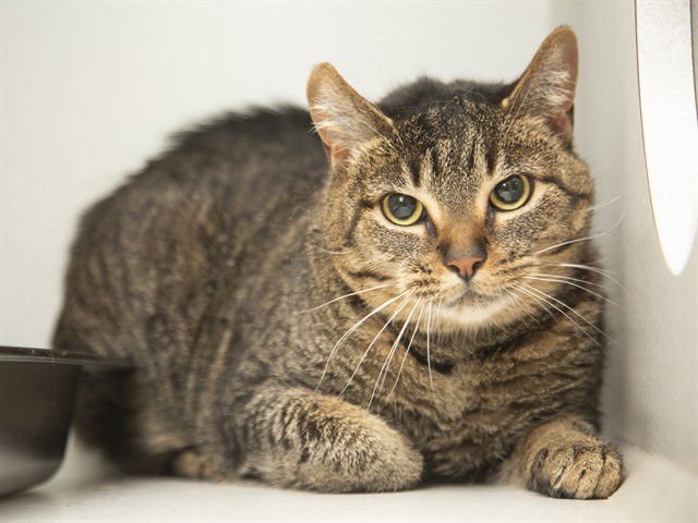 TIGERLILY - Domestic Short Hair available for adoption