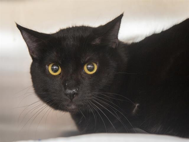 DUSTY - Domestic Short Hair available for adoption