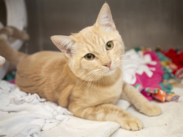 BOON - Domestic Short Hair available for adoption