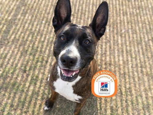 LETTY - Staffordshire Bull Terrier available for adoption