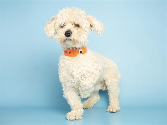 TINY - Poodle (Miniature) available for adoption