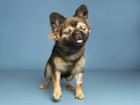 FERN - Photo 1
