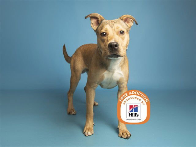 MILES - American Pit Bull Terrier available for adoption