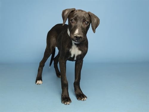 FRIEREN - American Pit Bull Terrier available for adoption