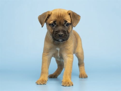 HAZEL - German Shepherd Dog / Pug available for adoption