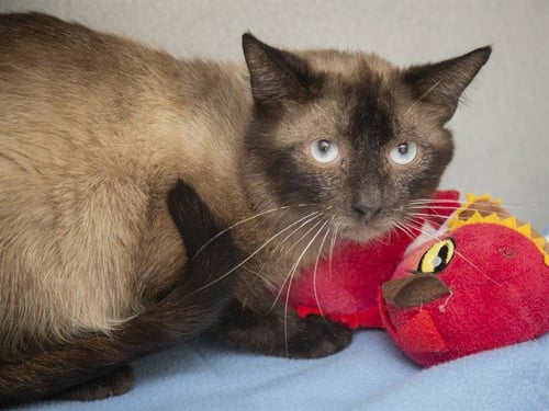 SI - Siamese available for adoption