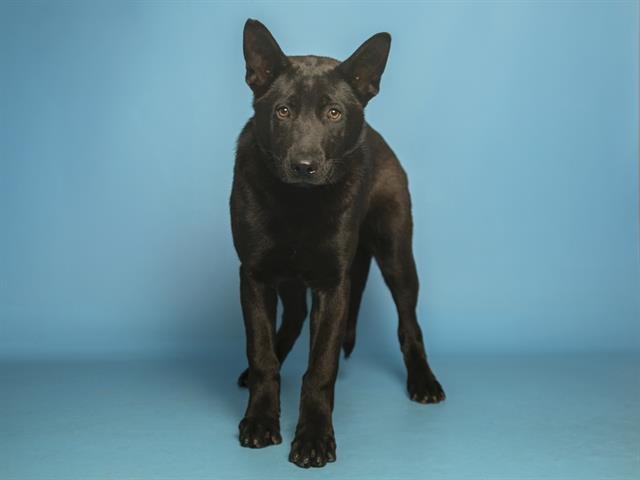 CROW - German Shepherd Dog available for adoption