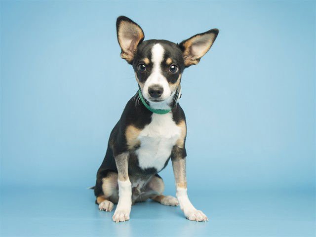 FLASH - Chihuahua available for adoption
