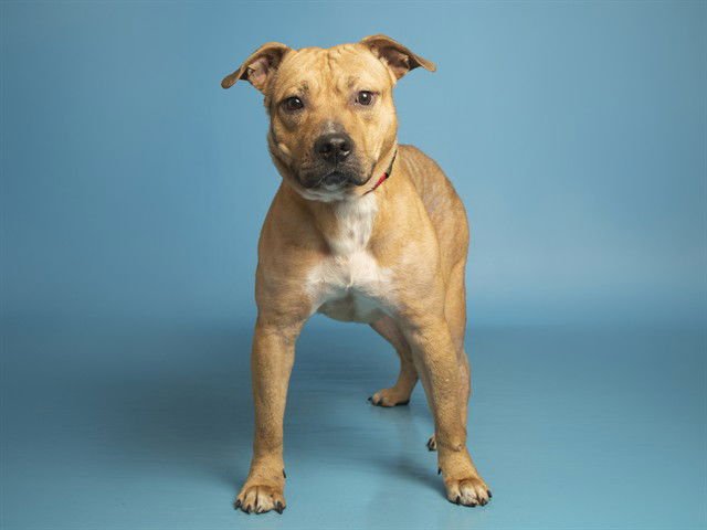 BRYSON - American Pit Bull Terrier available for adoption