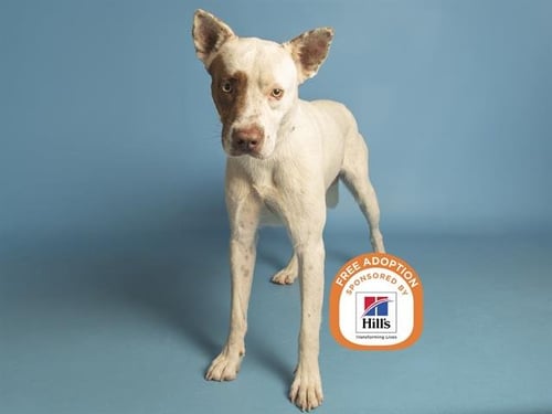 TYRION - American Pit Bull Terrier available for adoption