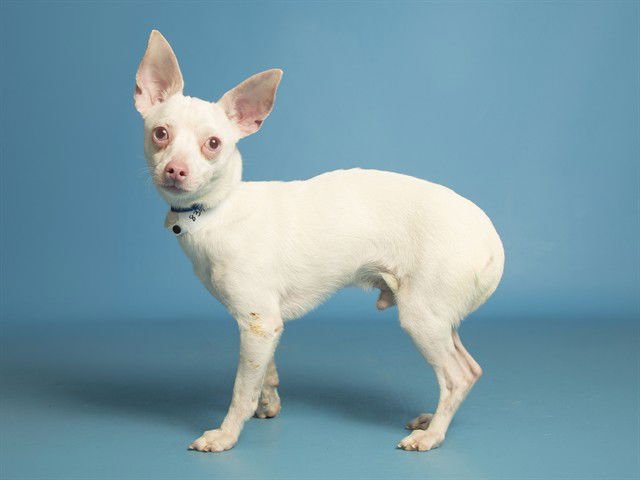 BISCUIT - Chihuahua available for adoption