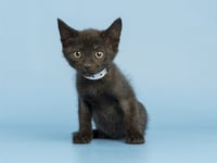 DINKY - Photo 1