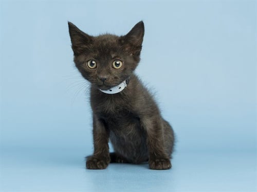 DINKY - Domestic Short Hair for adoption in Phoenix