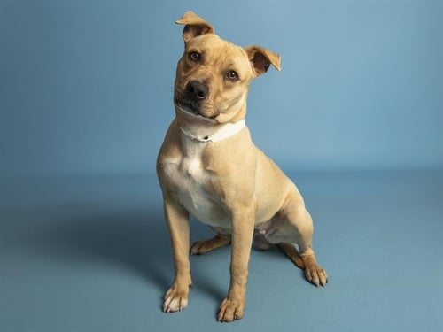 SUSIE Q - Black Mouth Cur available for adoption