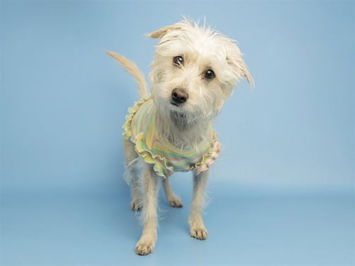 MABEL - Poodle (Miniature) available for adoption