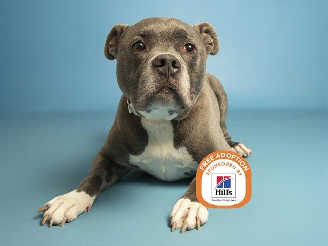 BLUE - American Pit Bull Terrier available for adoption