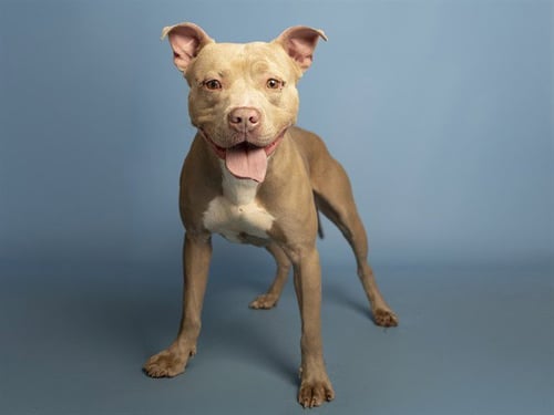 BULLWINKLE - American Pit Bull Terrier available for adoption