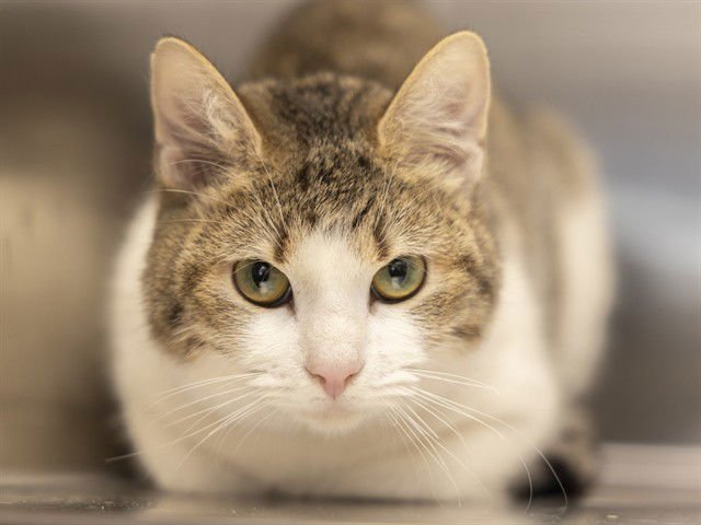 FELICITY - Domestic Short Hair available for adoption