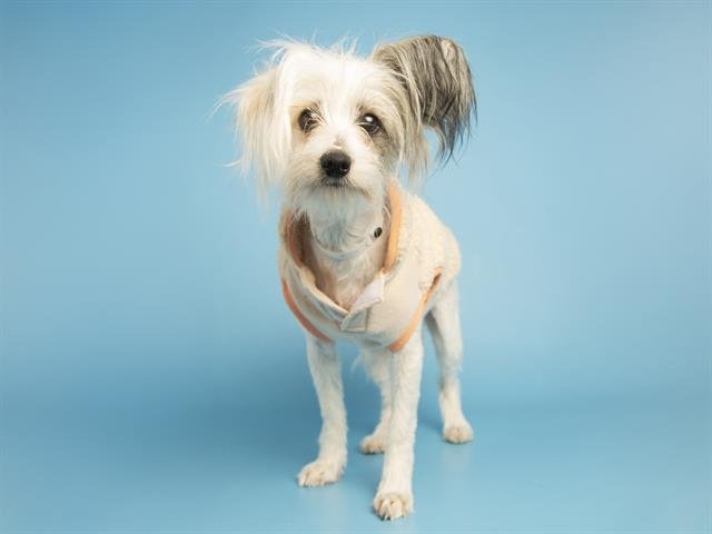 TINA - Chihuahua / Maltese available for adoption