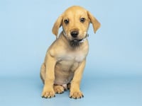 ALFRED - Photo 1