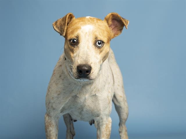 LADY - Australian Cattle Dog/Blue Heeler available for adoption
