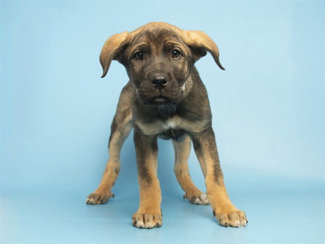 SCARY SPICE - American Pit Bull Terrier available for adoption