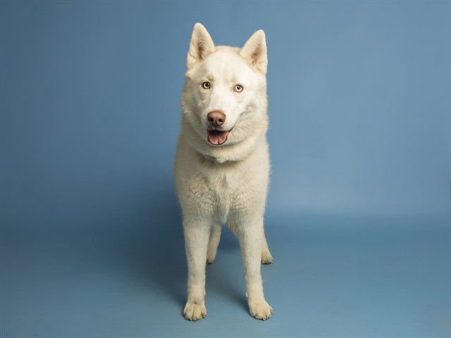 DAKOTA - Siberian Husky available for adoption