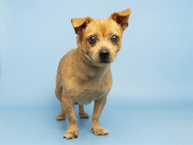 SADIE Image