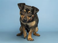 PRETZEL - Photo 1