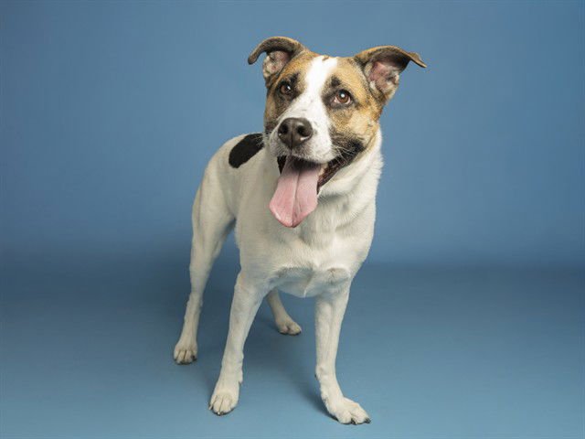 SUMMER - German Shepherd Dog / Australian Cattle Dog/Blue Heeler available for adoption