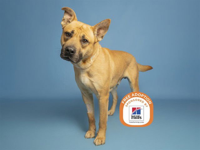 VICTOR - American Pit Bull Terrier / Belgian Shepherd Malinois available for adoption