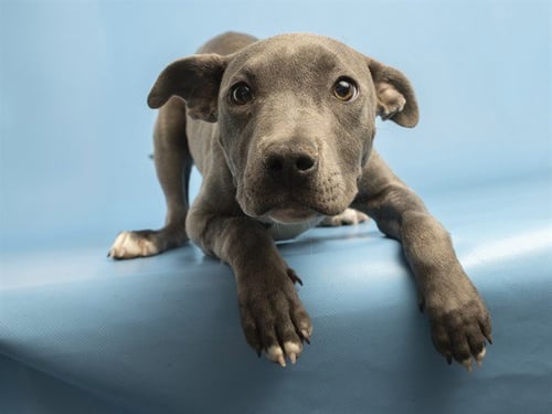 ZIVA - American Pit Bull Terrier available for adoption