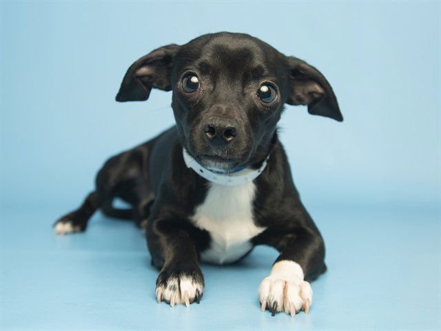 GOOSE - Chihuahua available for adoption