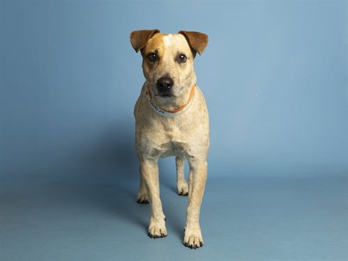 MOOSE - Australian Cattle Dog/Blue Heeler available for adoption
