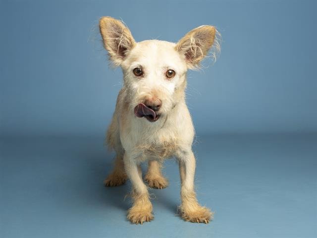 CHURRO - Chihuahua available for adoption