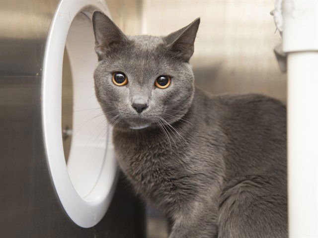 AUGUSTINE - Domestic Short Hair available for adoption