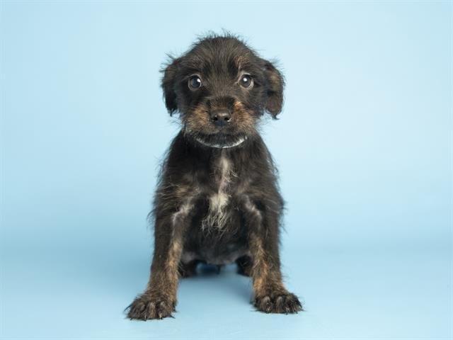 YZMA - Norfolk Terrier available for adoption